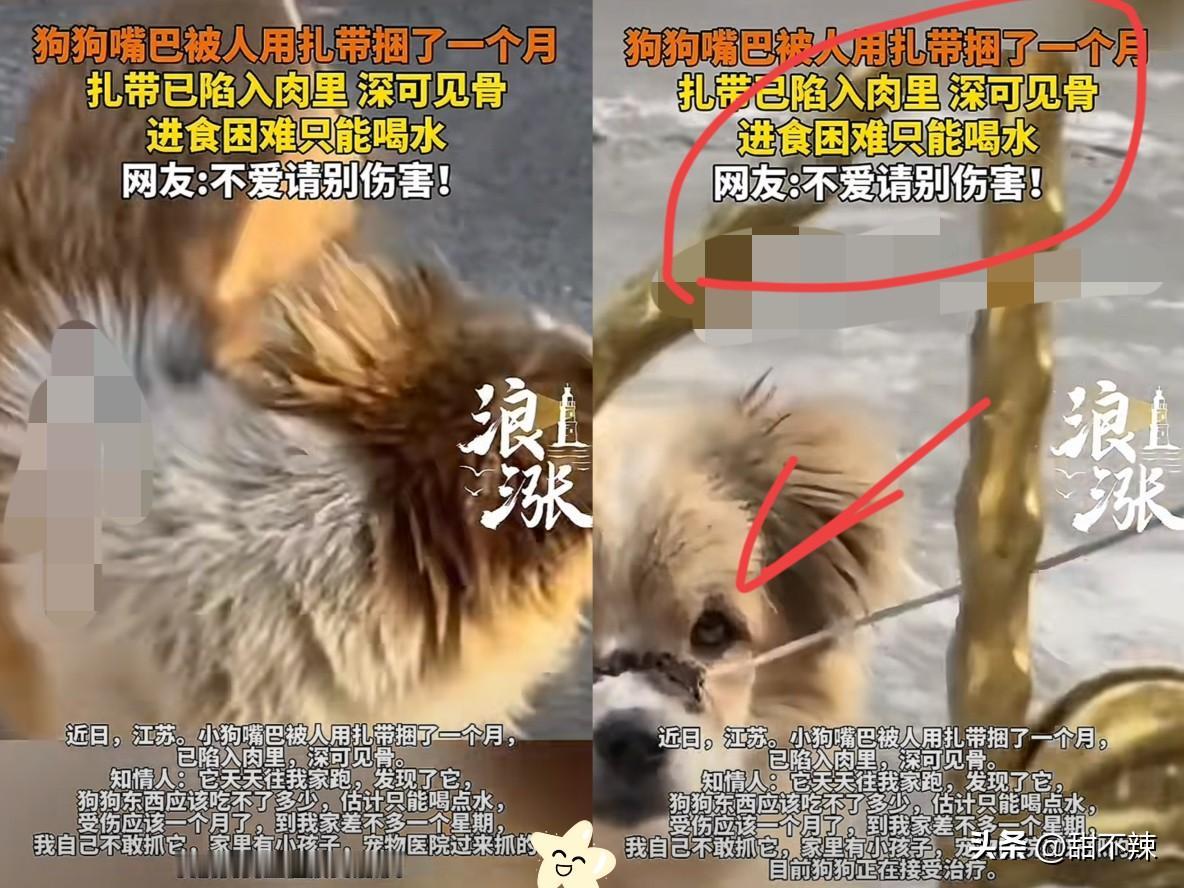 江苏一名女子发视频称，最近有一只小狗经常跑到自己家门口，自己定睛一看，发现小狗的