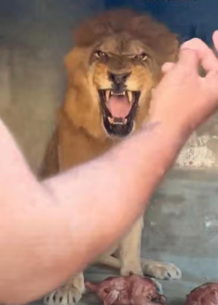 ​在动物园出现了惊险的一幕，当饲养员对狮子进行偷食时，投向了好几大块肉团，这时候