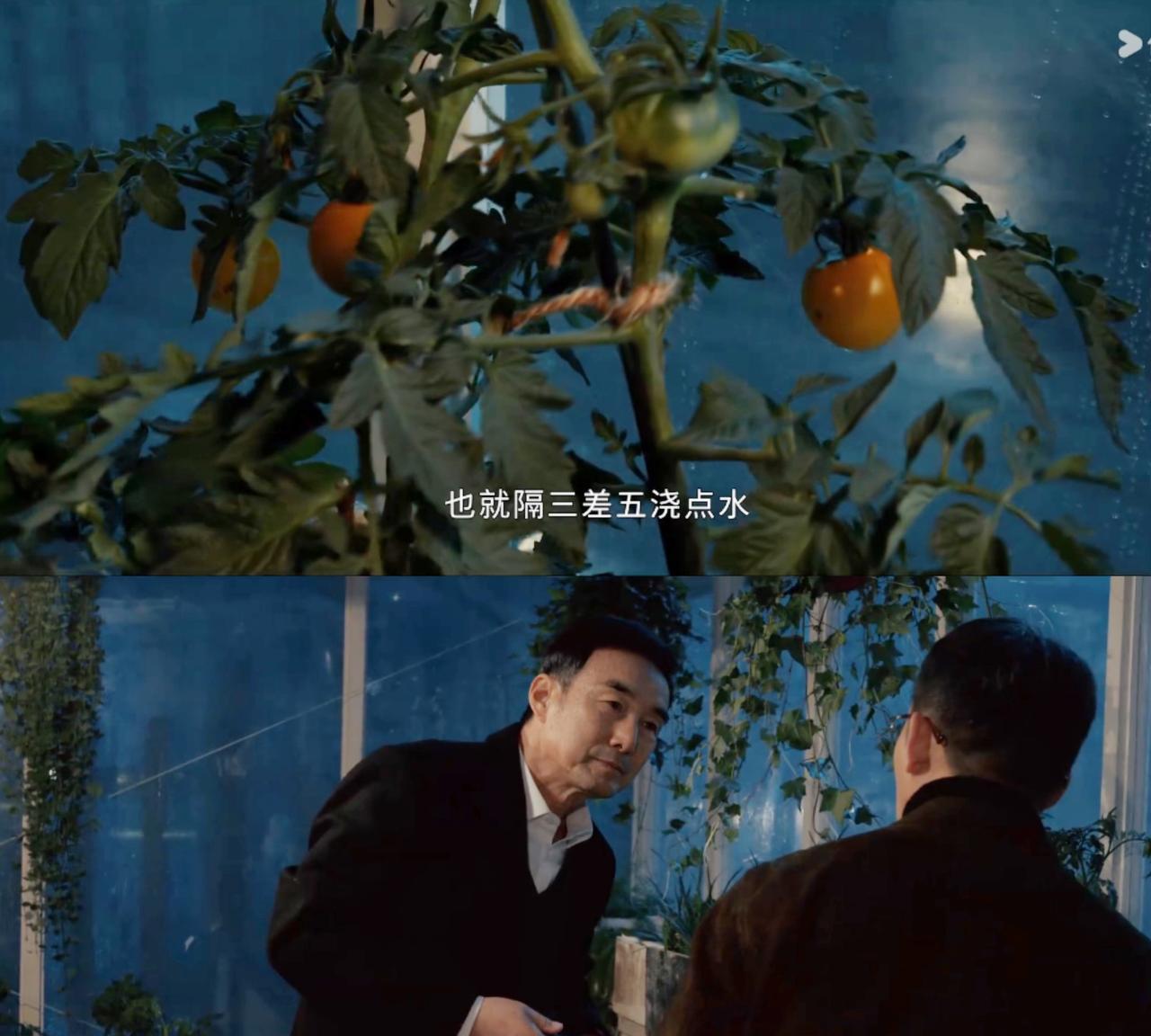 《以法之名》，洪亮和岳父，表面上聊的是番茄种植，实际上说的是万海案：1、岳父看