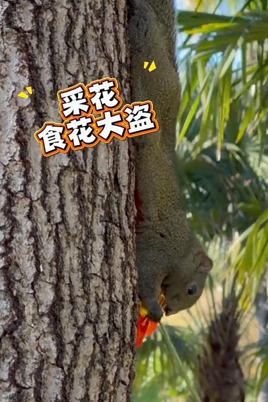 🔥昆明翠湖惊现“采花大盗”！游客笑翻：花秃元凶找到了昆明翠湖新晋网红“采