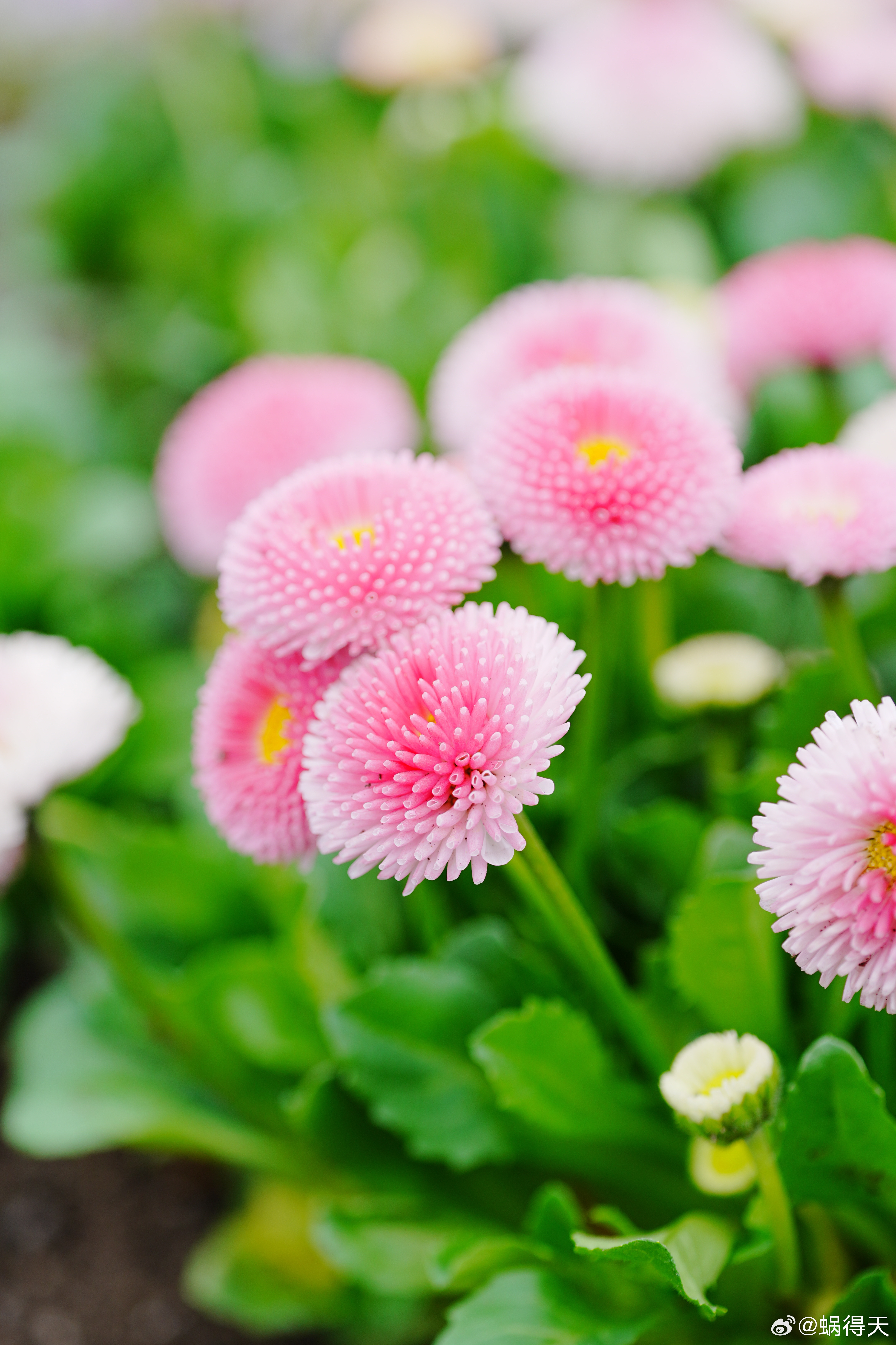 重瓣雏菊蜗的摄影日记