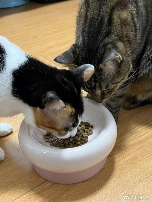 多款猫粮猫条检出有害物质看得我真绷不住了！致癌物、三聚氰胺往猫粮里放，有些超标好