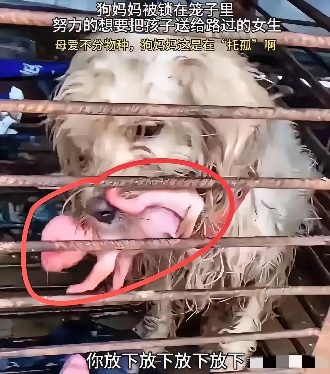 这只狗在狗肉馆的笼子里产下了几只小狗，它知道自己没法带着它们长大了，只能祈求有好
