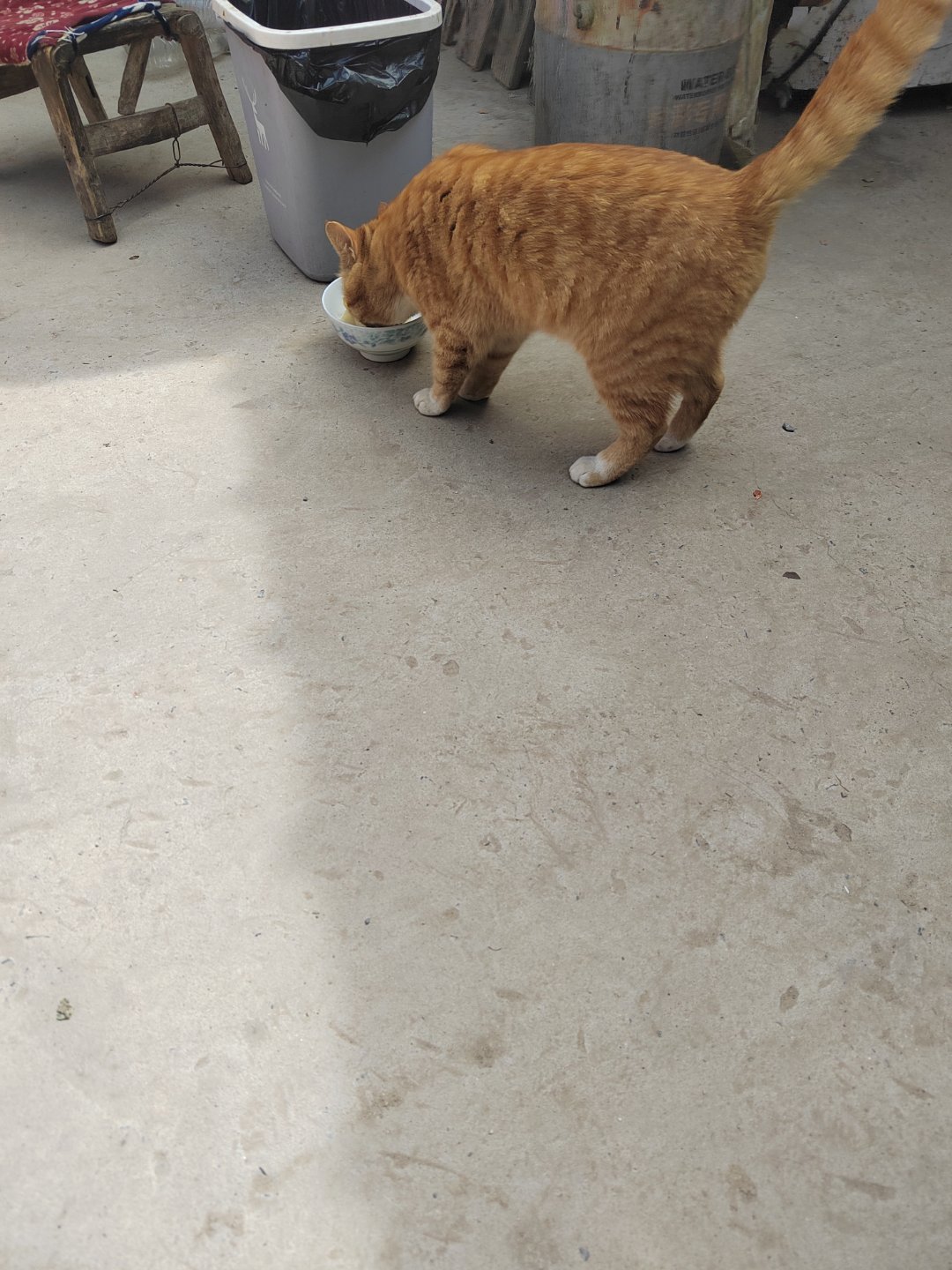 我们小区有好多流浪猫有时候晚上会叫但不是平时的“喵喵”那声音简直跟小娃娃的哭声一