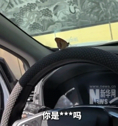 太意外了。一男子坐在车上休息时，一只蝴蝶竟飞来停在了方向盘上，男子起初也没在意，
