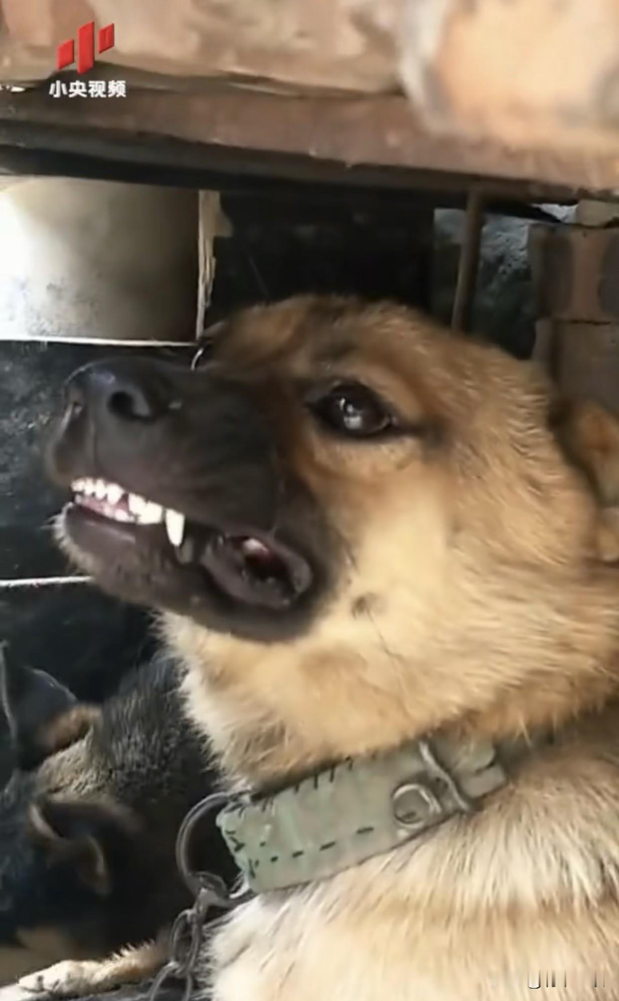 谁能想到！这居然是咱央妈发的！明晃晃的指向性，明晃晃的暗戳戳，就差把“小日子