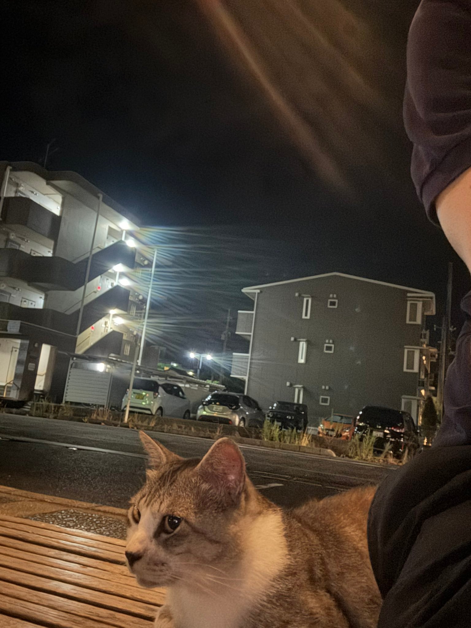 长椅的边上有一只猫坐着。为了不打扰它，我坐在了对面的边上。我们就这样互相不干扰地