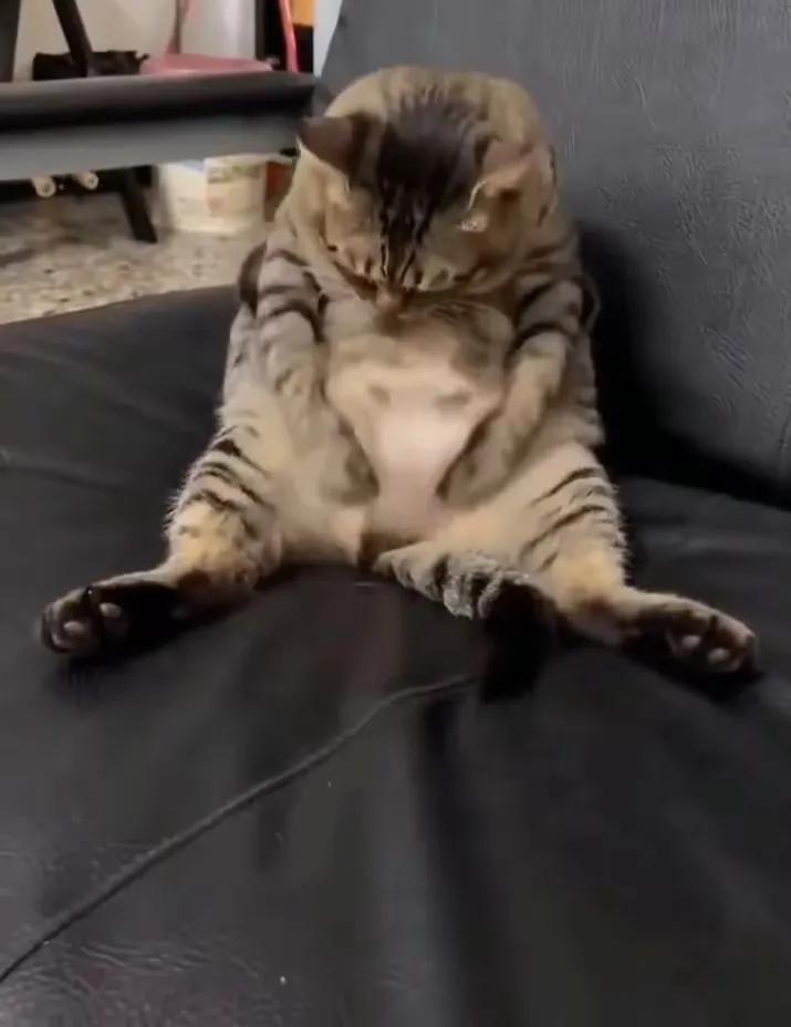 我家的公狸花猫被楼下邻居发情的名贵宠物母猫吸引，天天往人家家里跑。邻居来找几次了