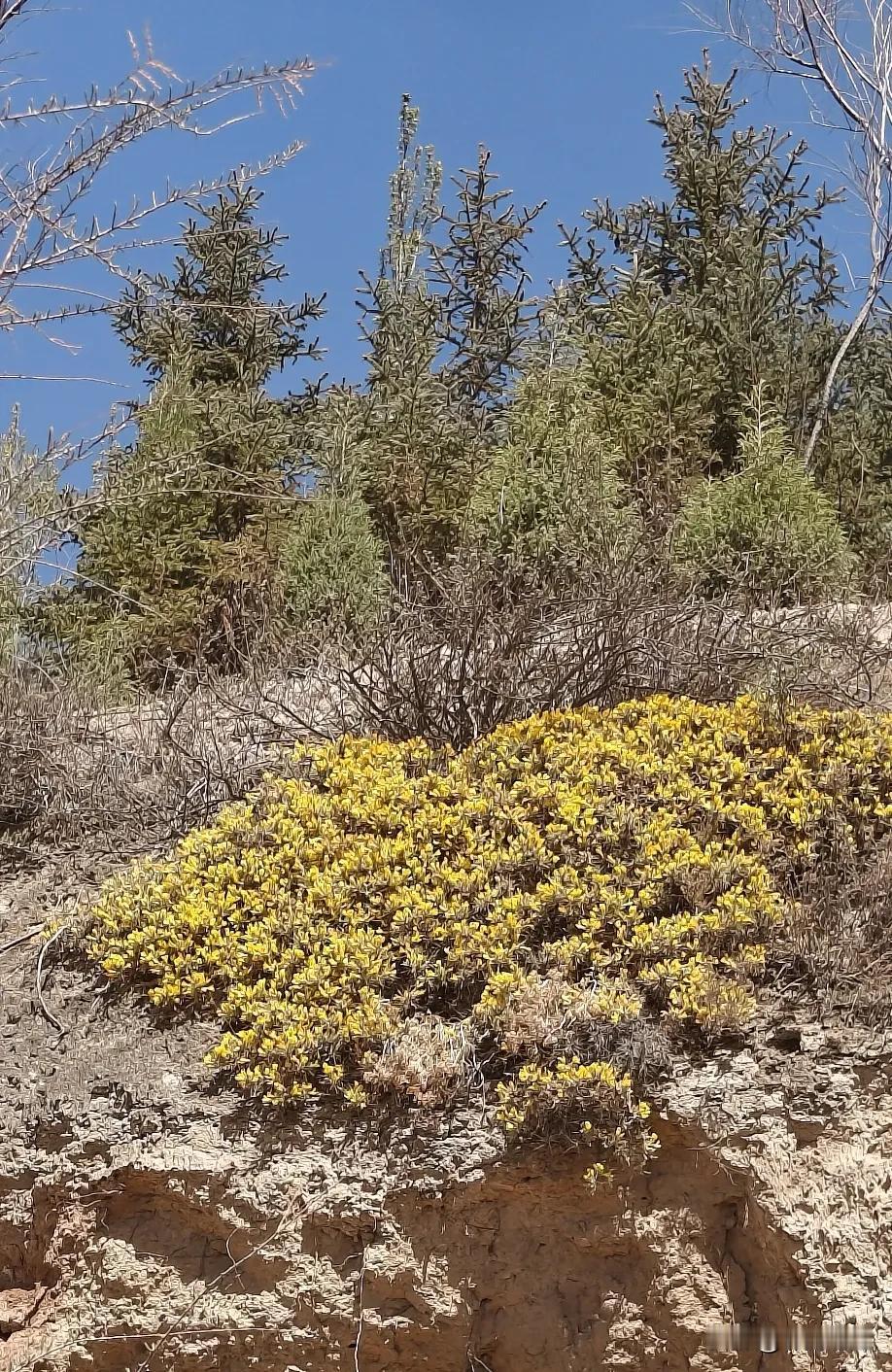 爬山背着包怎么办？当然是找个地方藏起来，下山的时候再背呀[大笑]我都有点佩服自己