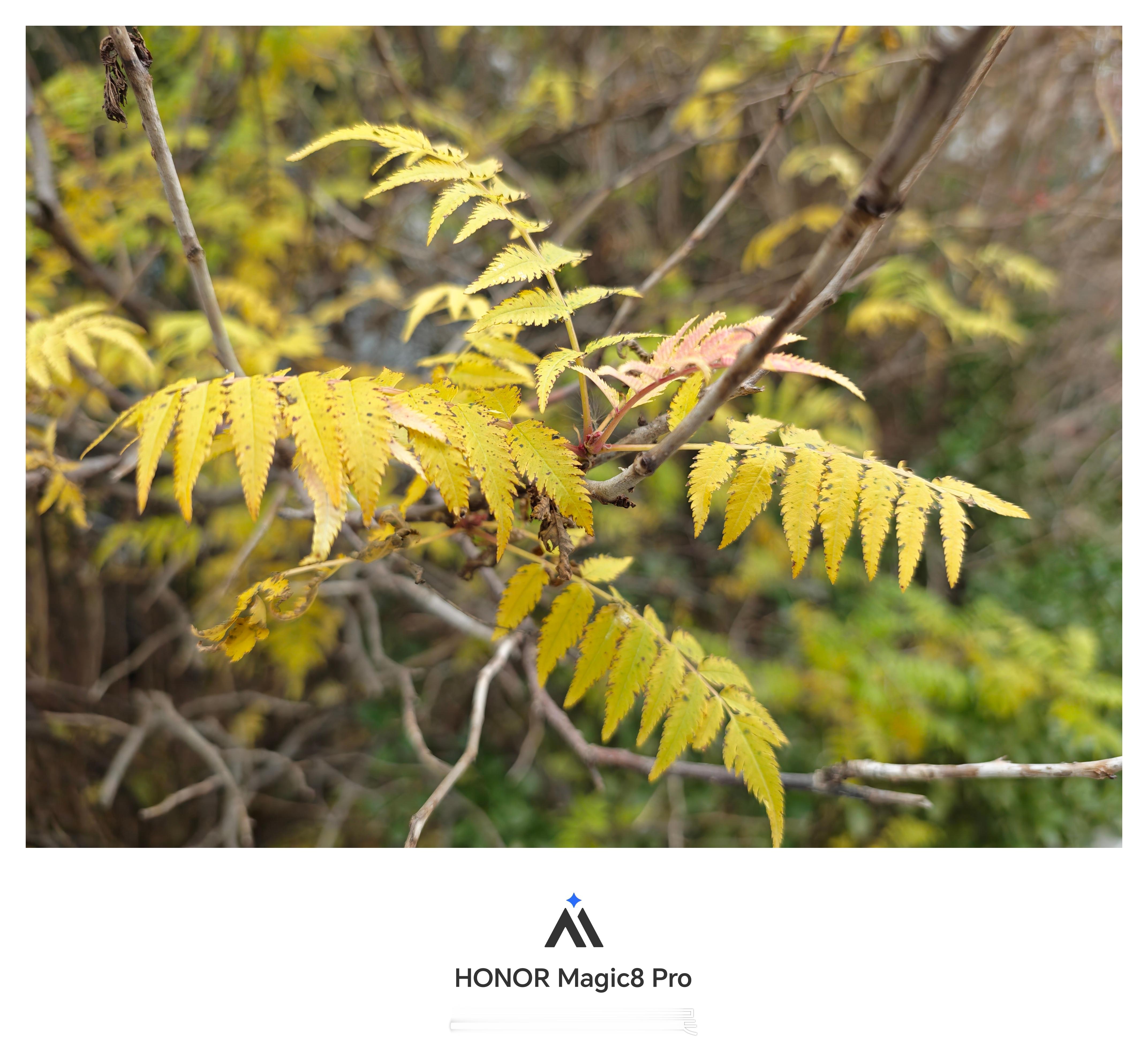 华为Mate80ProMax对比荣耀Magic8Pro拍照，大家觉得谁更好