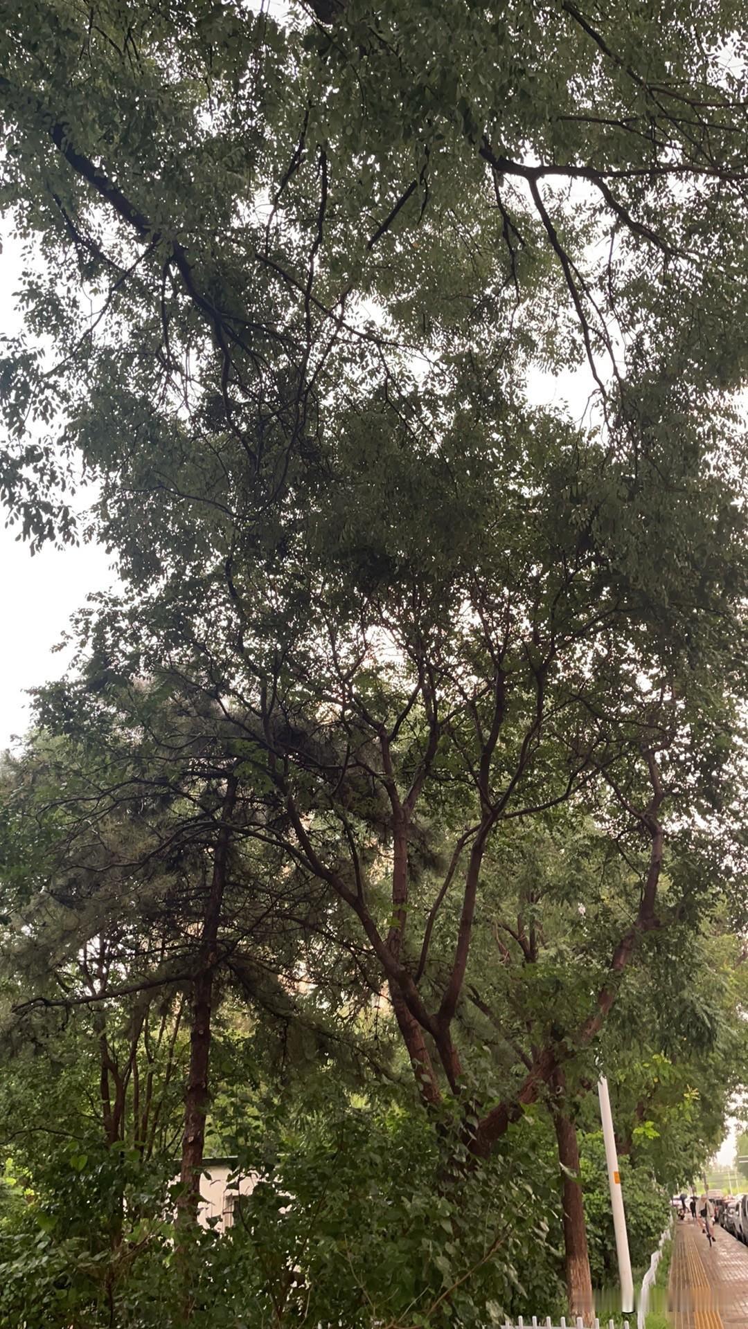为什么大多数人买车还是选燃油车电车发展也很快……过去车库里停的车里，电车占十分之