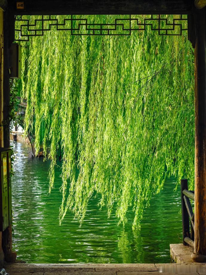 不入江南不知水乡美🍃