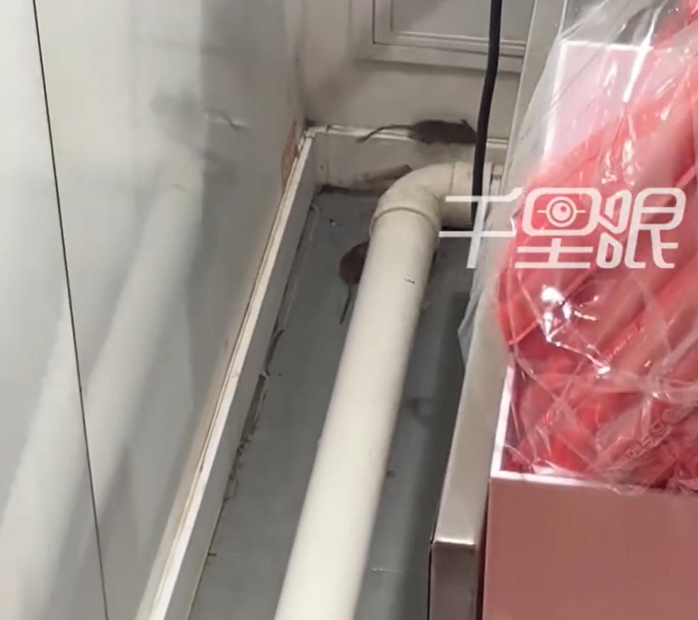 9月30日，河南郑州一网友去蜜雪冰城门店买奶茶，看着店里有两三只大老鼠在操作台和