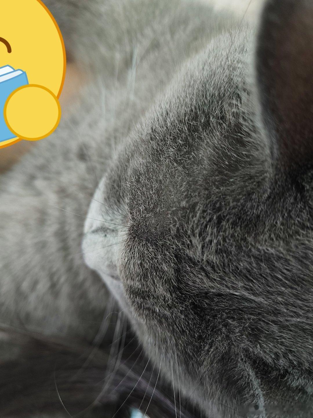 这个视角的小猫咪好可爱呀