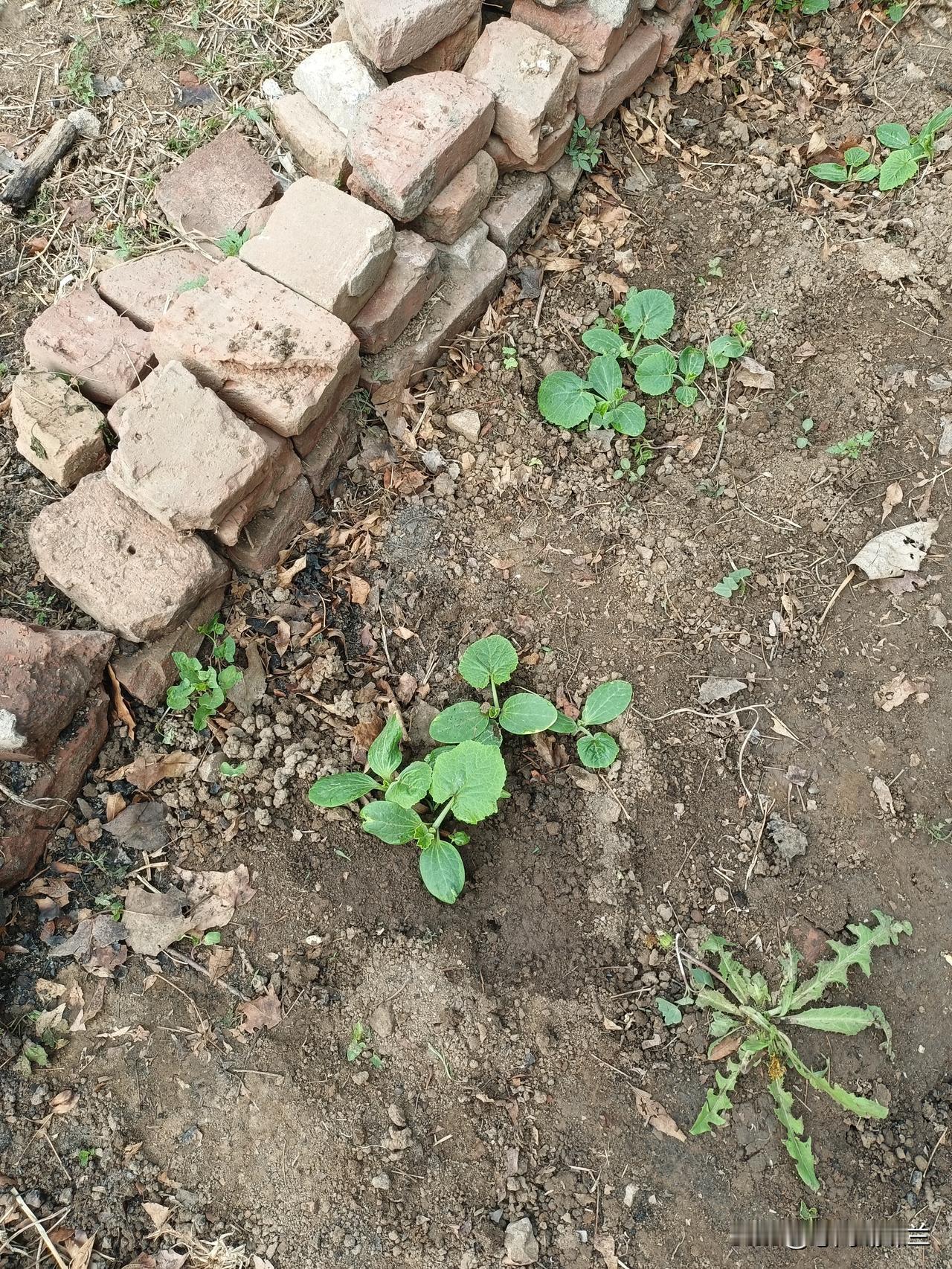 前些日子种的西葫芦出来了，我的西葫芦种子是在网上买的，没想到出苗出的还挺多，买了