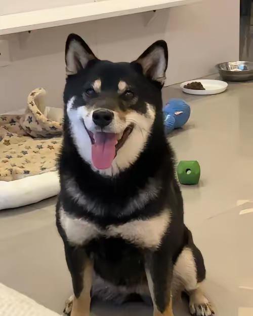 我哥和我嫂子谈恋爱的时候，我家里养着一条大黑狗，由于眼睛上面有两个点，所以我妈给