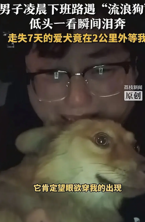 狗走失，男子四处寻找，并张贴寻狗告示。七天后的凌晨，男子在下班的路上，看到一只狗