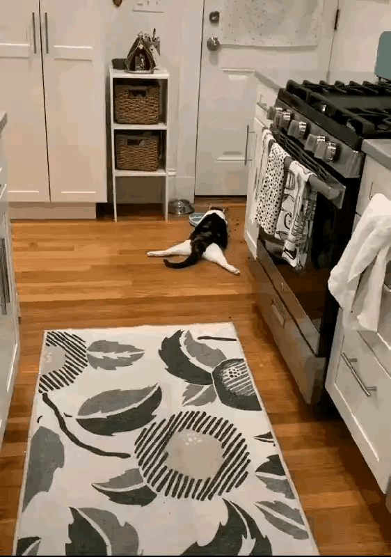 真敬业，猫咪吃饭也练瑜伽。