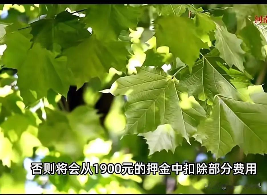 河南女子退租前夜发疯？7个下水口全灌水泥，床底藏腐肉，房东推门瞬间崩溃！你
