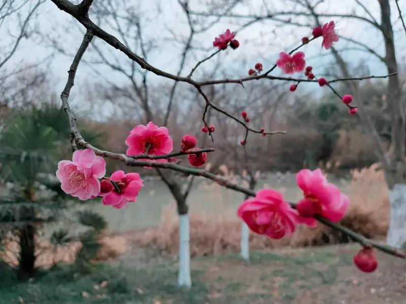 “丈母娘借钱救急，老公背叛竟揭开我隐藏的秘密！”小梅是一位全职太太，婚后与丈