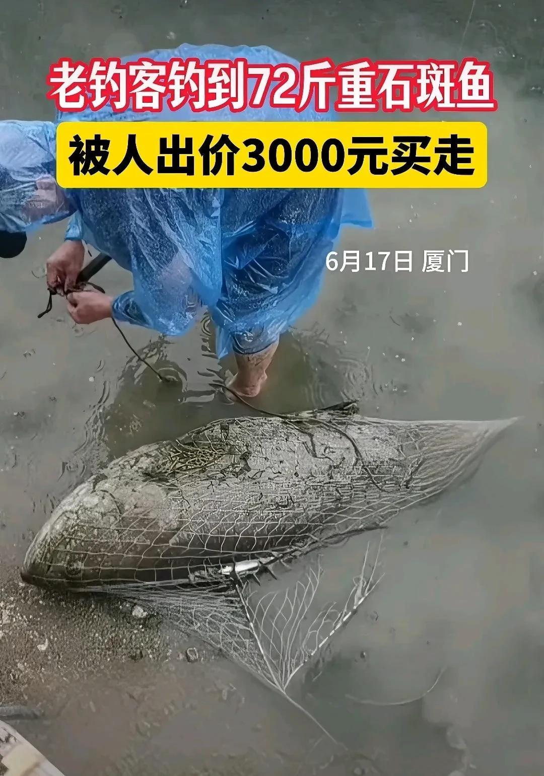 厦门有位老钓友简直神了！6月17日在海沧湖钓上一条72斤重的大石斑鱼！钓的时