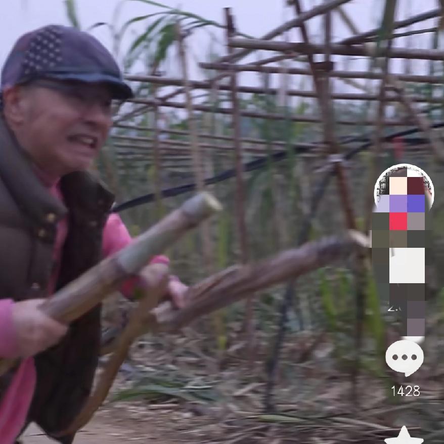 四川眉山偷甘蔗居然这么火了？连刘仪伟都迫不及待来体验了，说是来感受一下小时候