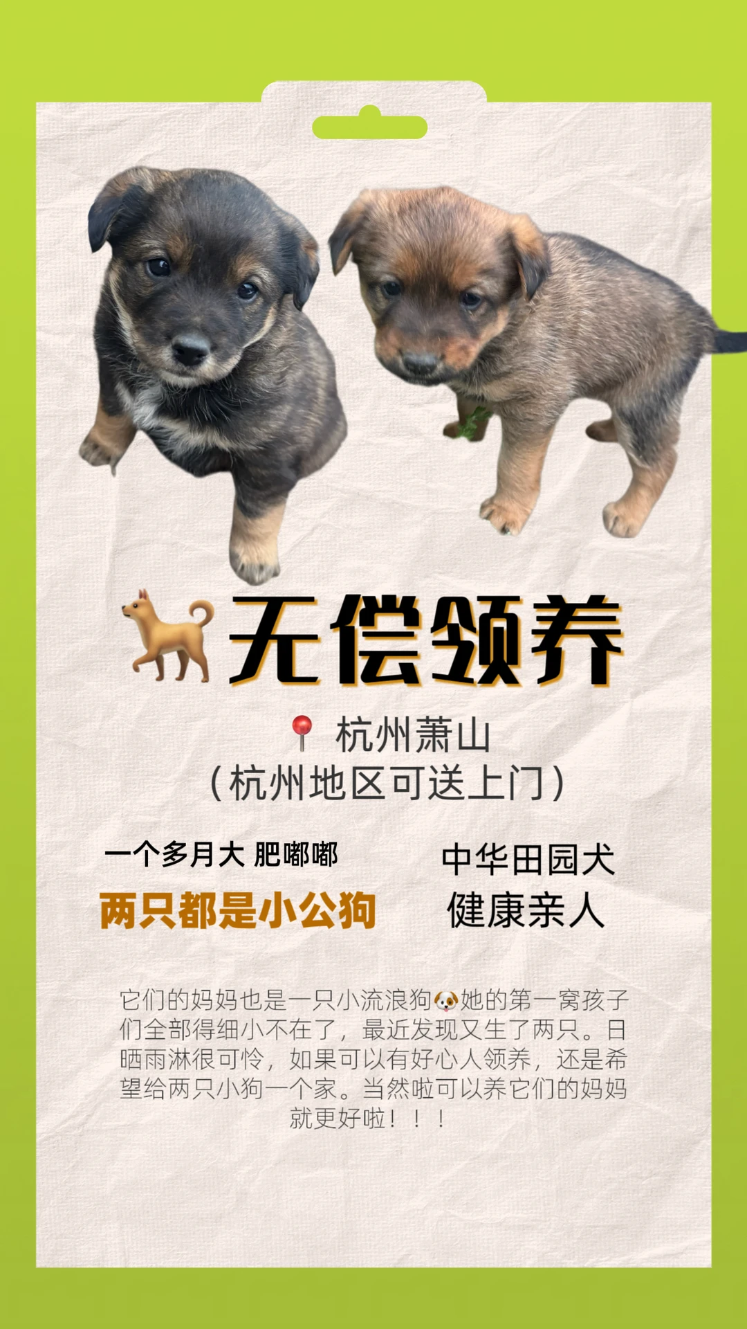 杭州萧山超可爱小奶狗领养！