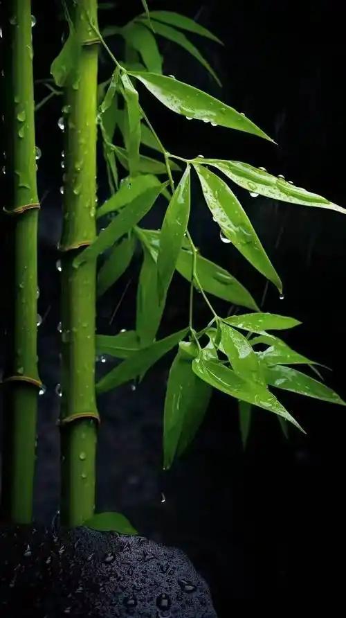 在竹子上面钻了一个孔，往里面灌进去一瓶茅子。 原以为过几个月就能喝到香甜的竹