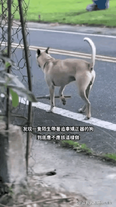 见过聪明的狗狗，却没见过被一根木棍难住的机灵鬼。狗子脖子拴着木棍，走路总被绊住，