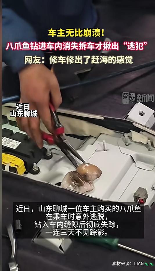 “活久见！”近日，山东聊城，一车主将购买的八爪鱼放在车内，准备回家料理了它，却没