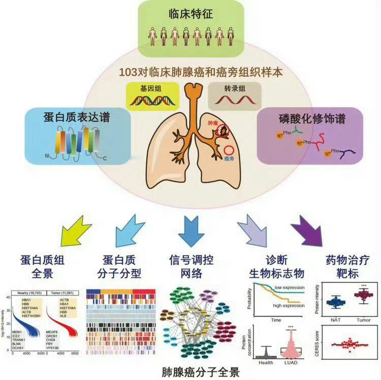 刘谦抗癌康复后将登春晚他当初是肺腺癌，做手术算很早的。他有家族史，小叔也是肺癌