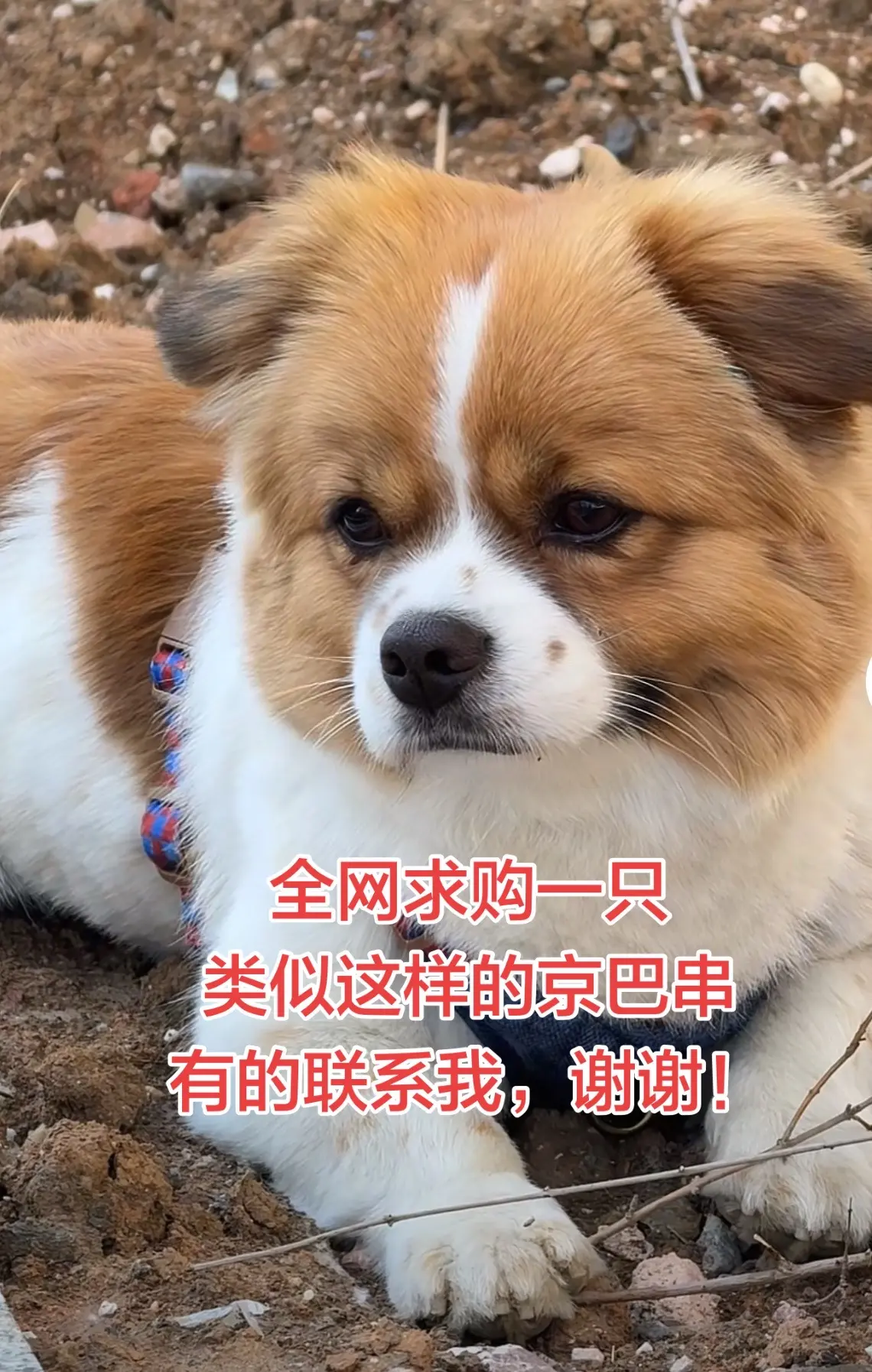 好像要一只这种老品种的小狗，自己也非常非常喜欢狗，如果有请联系我谢谢啦
