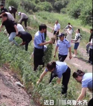 20万株！不是庄稼，不是野草，是大麻！ 6月24日乌鲁木齐米东区民警