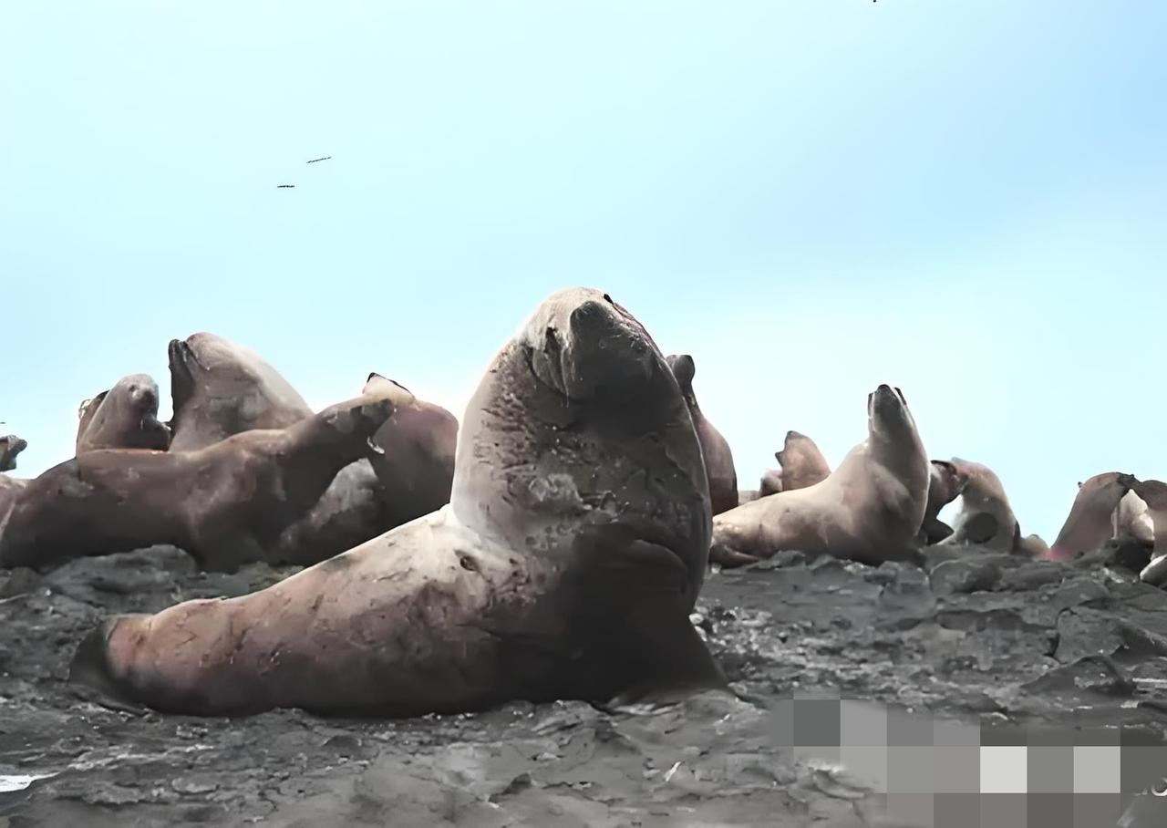 震撼！日本无人岛被1300头北海狮“霸占”，礁石铺满棕褐色身影日本北海道外