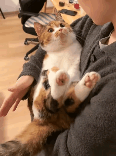 谁能告诉我为何如今有这么多人喜欢养猫呢？还是当孩子养的那种听说现在还有宠物