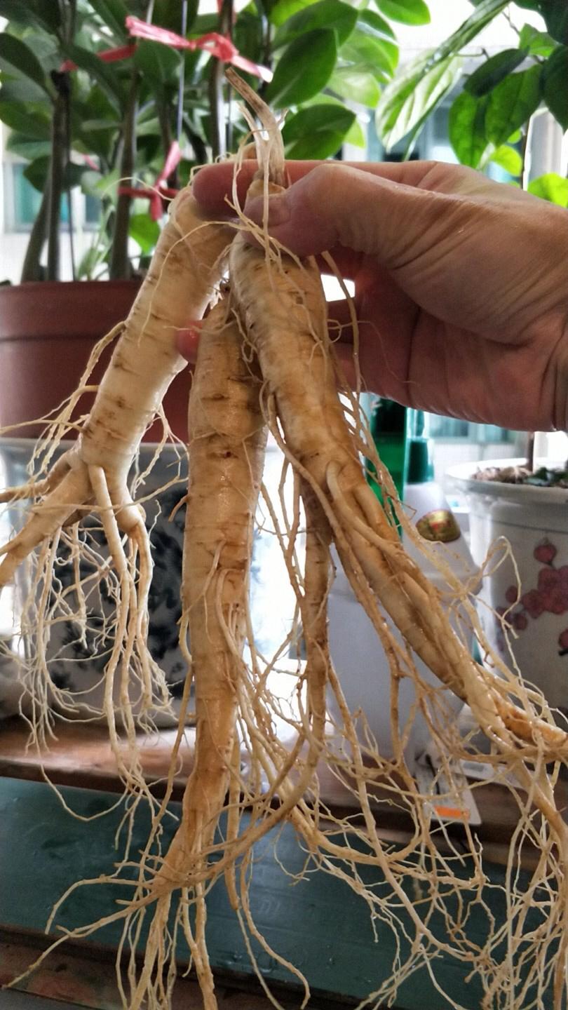 在山里挖到这玩意儿，有人认识吗？🤔今天上山砍柴，随手挖了几棵这东西，须根