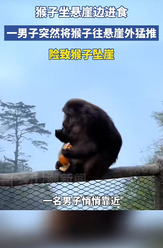 5月6日报道，四川乐山，一猴子在悬崖护栏边安静扒橘子吃，此时一名男子悄悄靠近，突