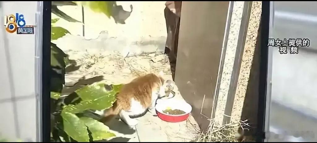刷到一个流浪猫救助的视频，哭了半小时。立刻下楼买了猫粮喂小区里的流浪猫，还被一只橘猫蹭了腿。感觉自己