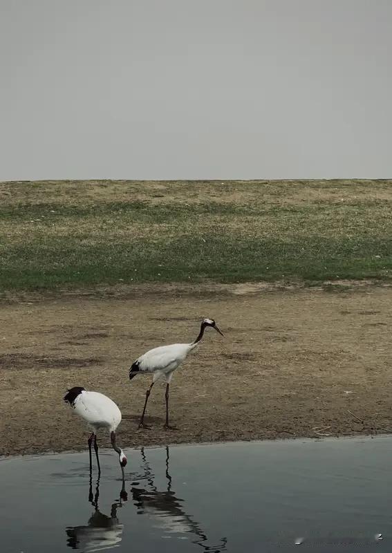对联这玩意儿，真是中华文化的宝藏，短短几个字，却韵味无穷。就说“不欲挂牵牵却重”