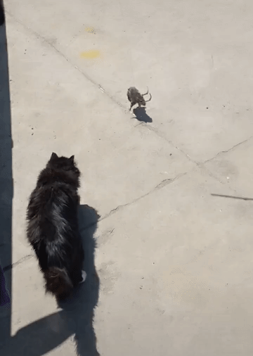 血脉的压制，在这一刻体现的淋漓尽致。