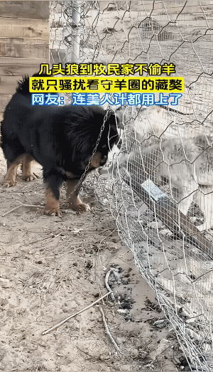 这不是美人计，这皆有可能是美狼计。两只狼和藏獒的关系正在逐步的加深，妥妥的公关