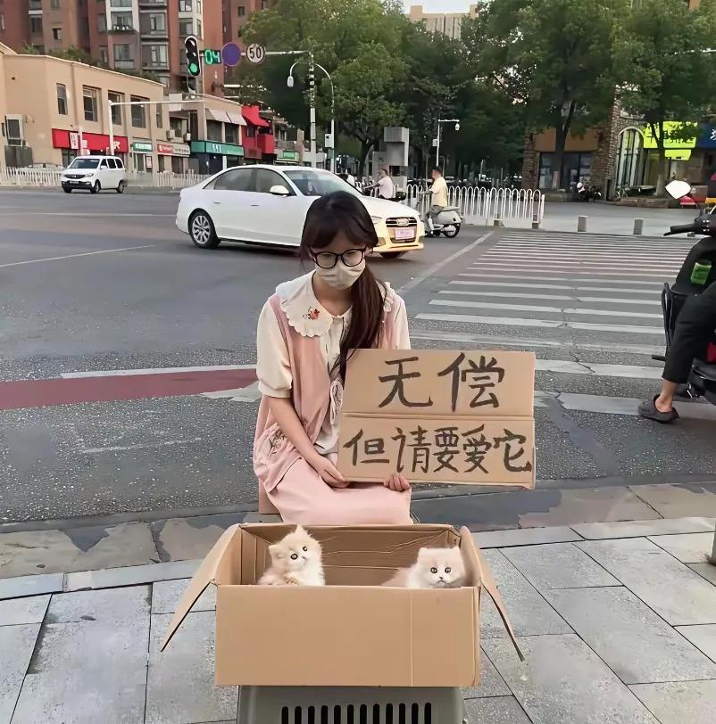 很奇怪，走过了很多路人，却无一人愿意收养这两只猫咪。难道大家都不养宠物的，还是