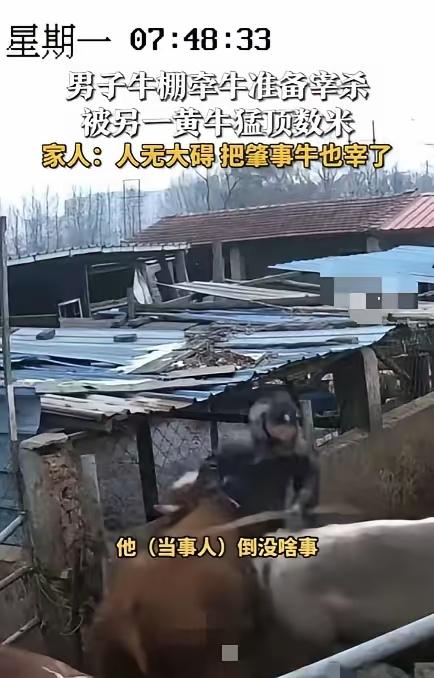 “这牛太可怕！”近日，山西一男子准备宰牛，正当他去牛棚牵牛时，突然，身后另一头黄