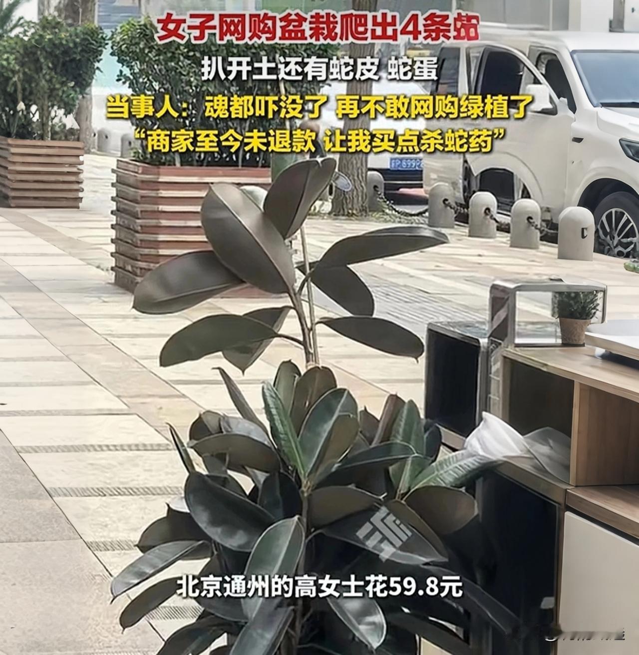 59.8元买盆栽，竟附赠“4条活蛇+一窝蛇蛋”！北京女子这波网购，亏大了！北
