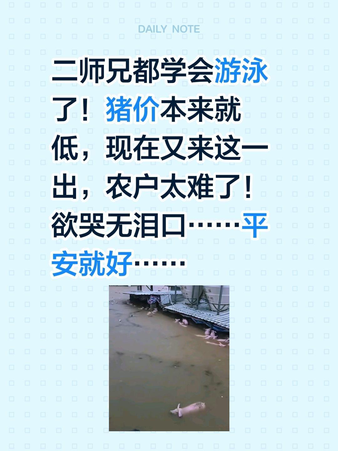 别说养殖户了，二师兄也欲哭无泪……二师兄都学会游泳了！猪价本来就低，现在又来这