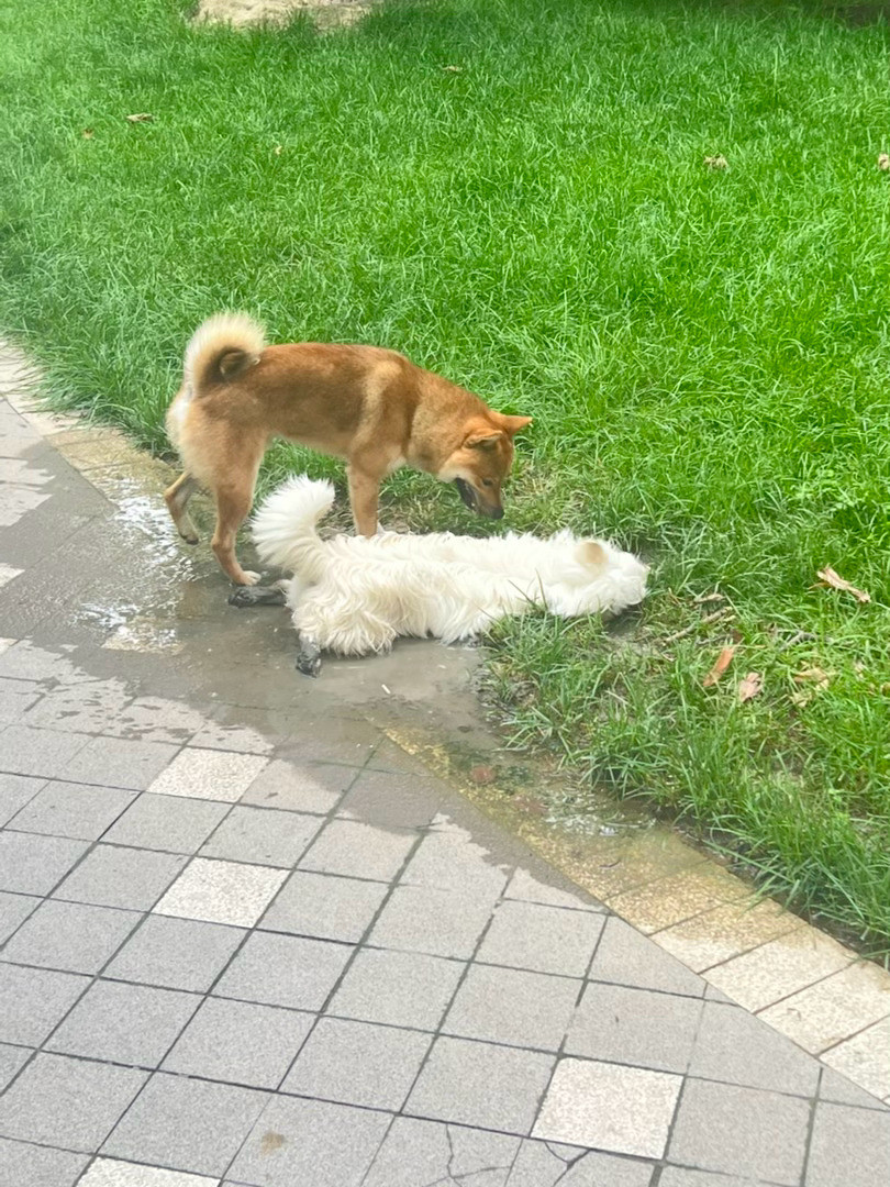 一只小白狗，看到一个水坑，忍不住玩水，估计一会儿回家得挨揍