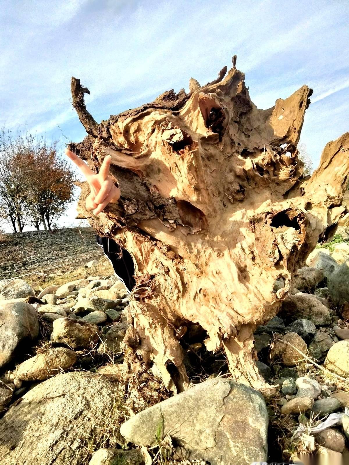 一个烂树根，被我闺女当成了王座。她爸在旁边钓鱼，一下午了，鱼漂动都没动一下，估