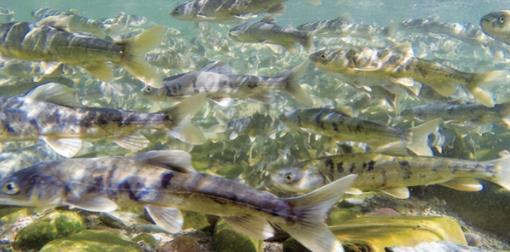 青海湖的湟鱼泛滥成灾，为何无人敢吃？一位50多岁的老渔民告诉我：青海湖里有12.