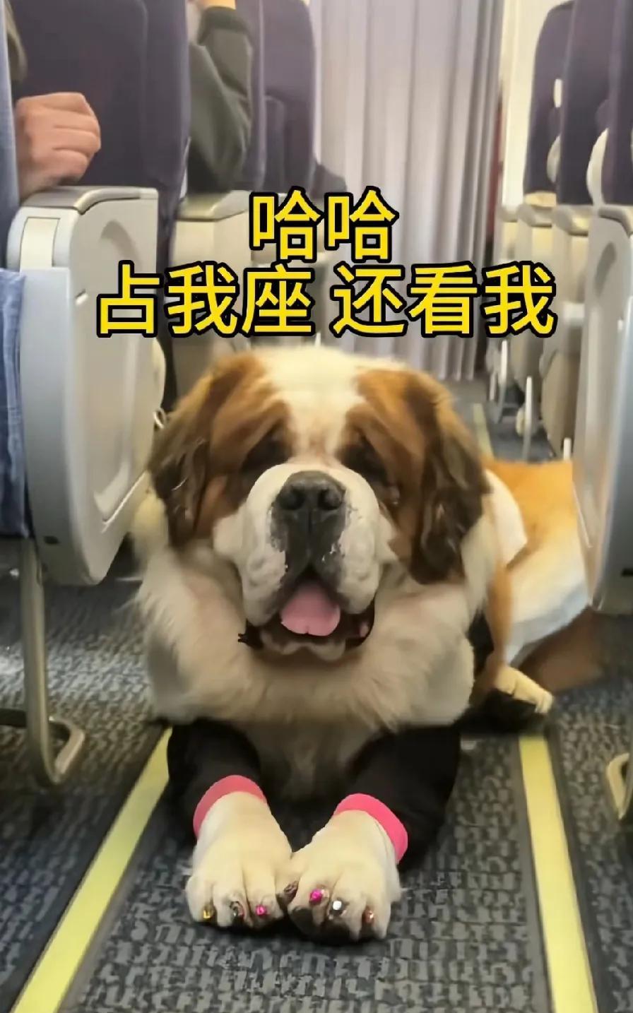 狗狗刚一上飞机，就发现自己的座位被人抢占了，于是它就赖在过道不走了。是什么样的