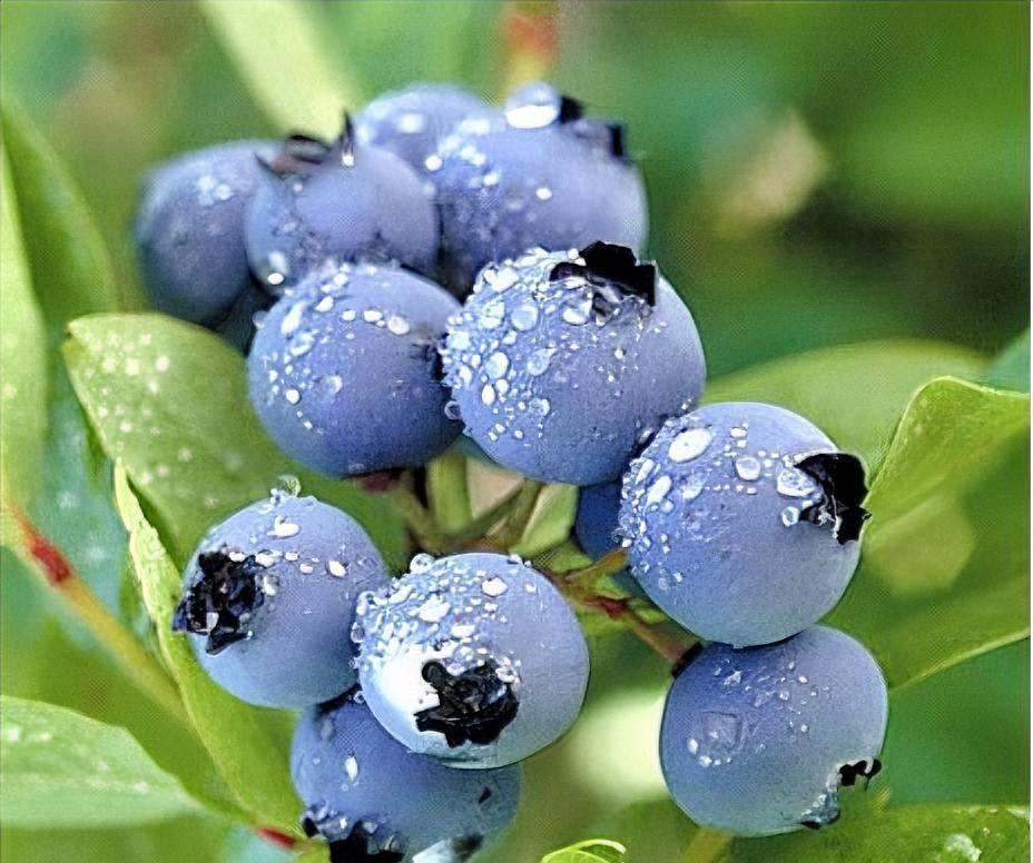 ~不打农药的水果要多给孩子吃一、香蕉二、火龙果三、木瓜四、菠萝五、椰子